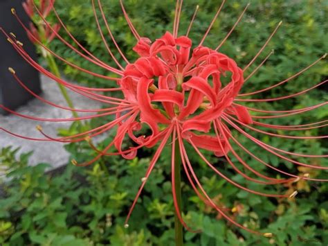 彼岸花 地獄花|ヒガンバナ（彼岸花／曼珠沙華）はなぜ不吉で怖い？。